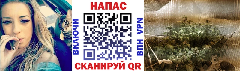 Марихуана конопля Кашин
